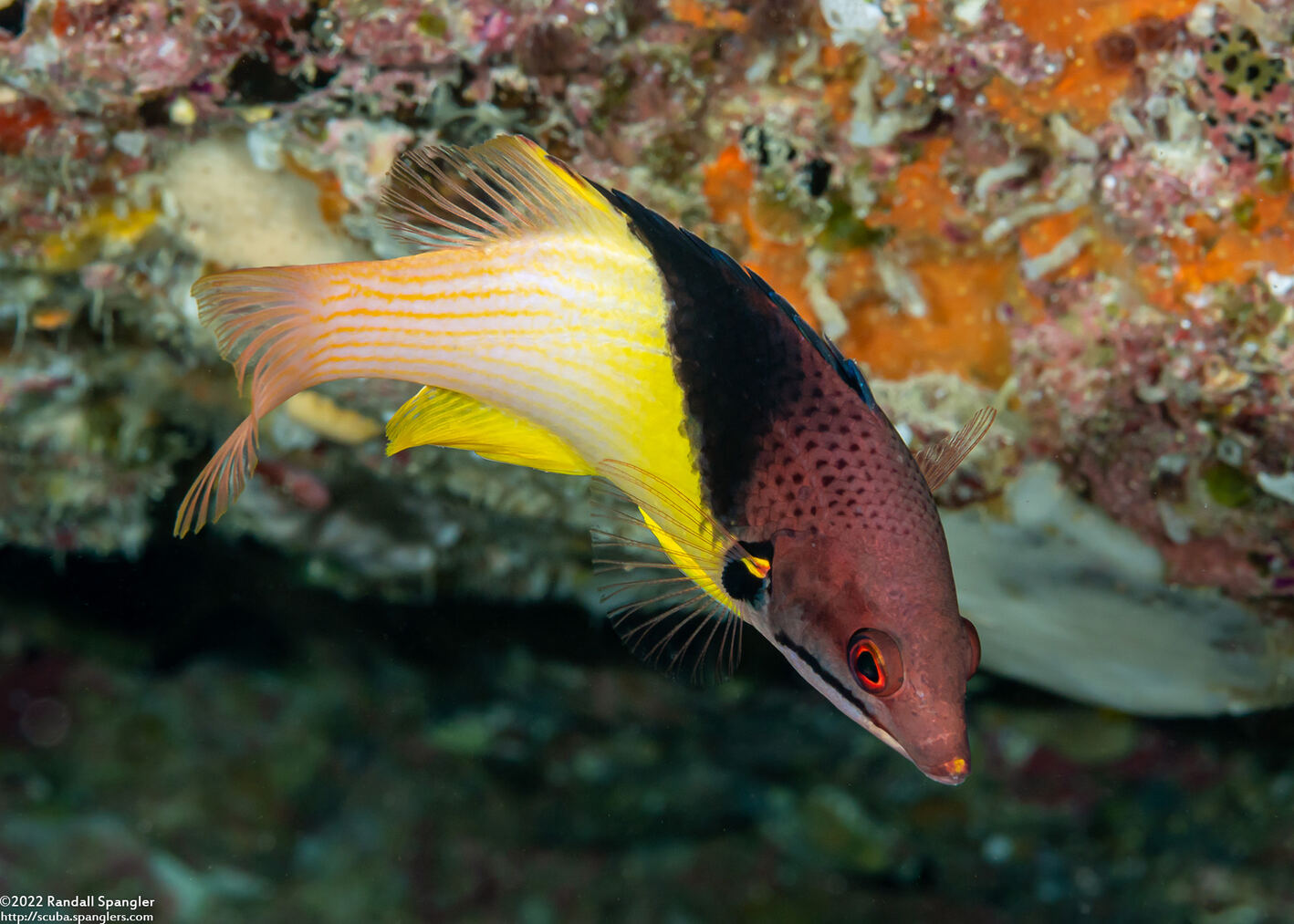 Bodianus mesothorax (Blackbelt Hogfish)