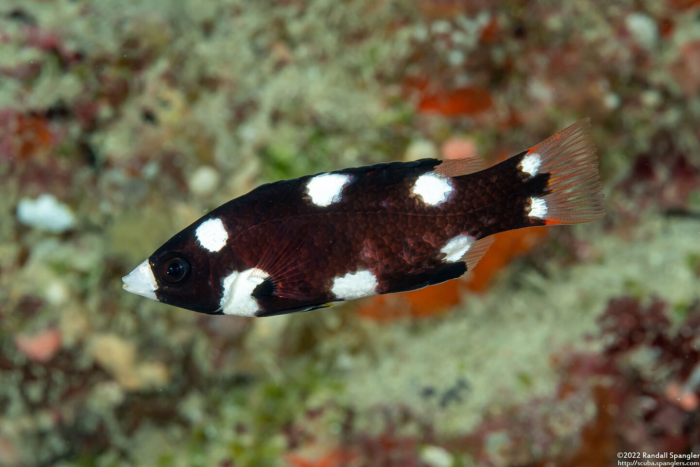 Bodianus axillaris (Axilspot Hogfish)