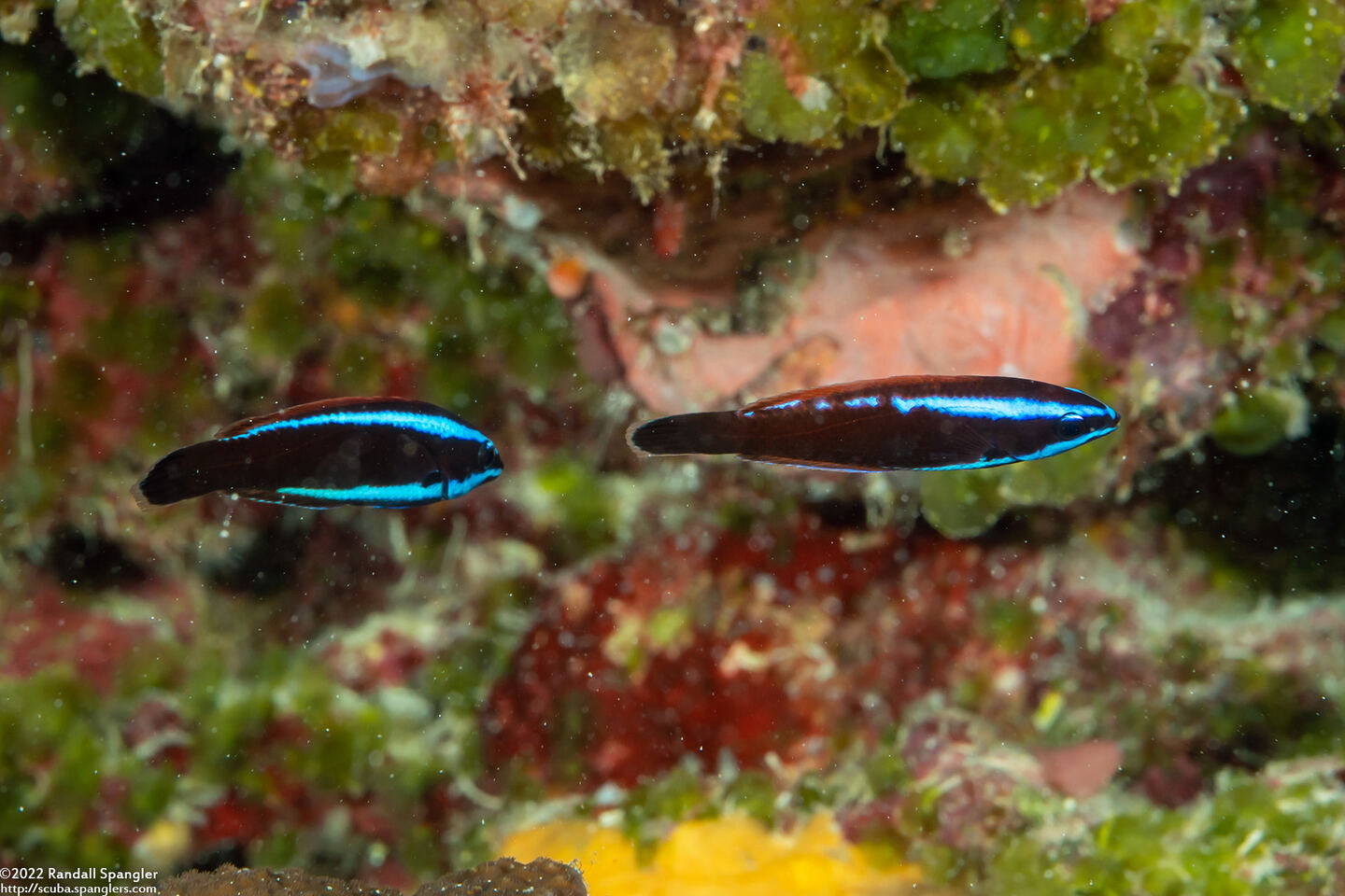 Pseudodax moluccanus (Chiseltooth Wrasse); Juvenile mimics cleaner wrasse
