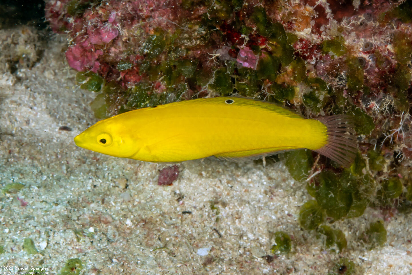 Halichoeres chrysus (Canary Wrasse)