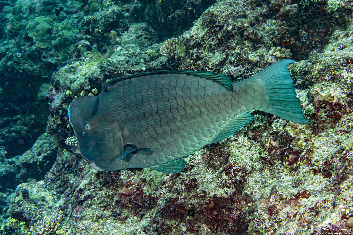 Bolbometopon muricatum (Bumphead Parrotfish)