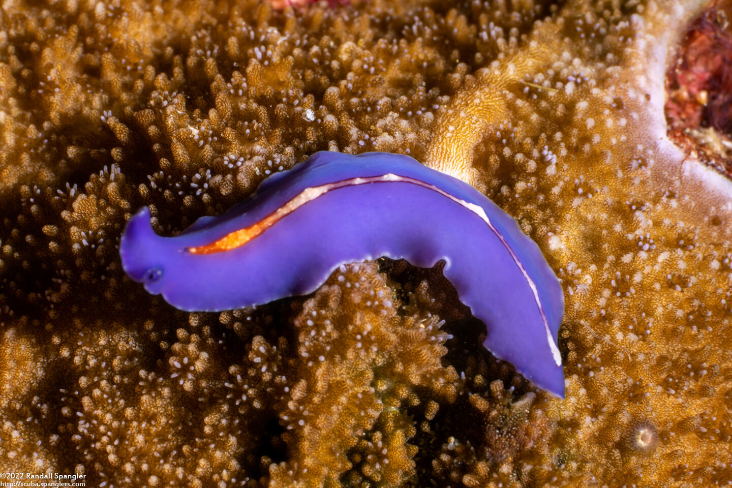 Pseudoceros liparus (Racing Stripe Flatworm)