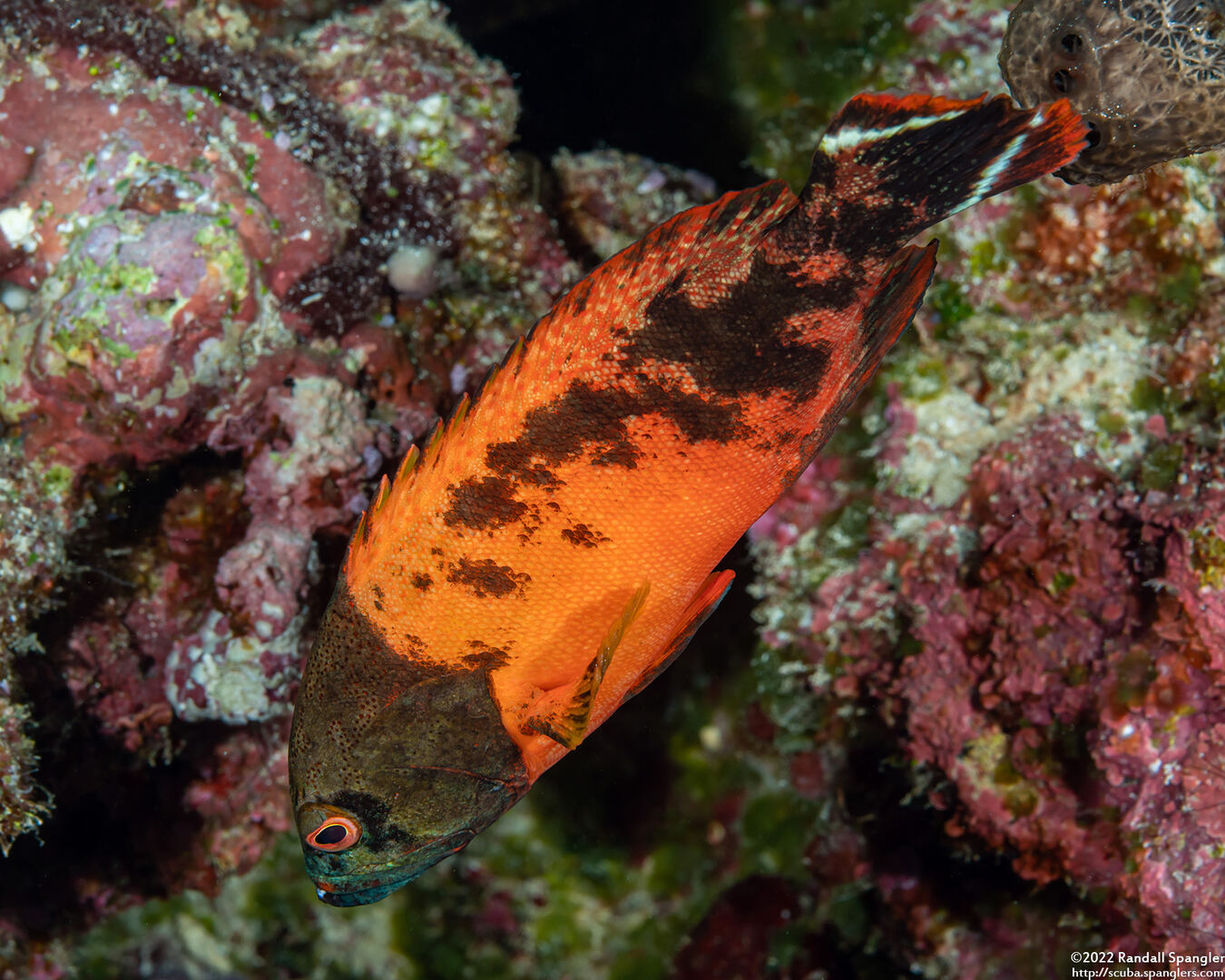 Cephalopholis urodeta (Flagtail Grouper)