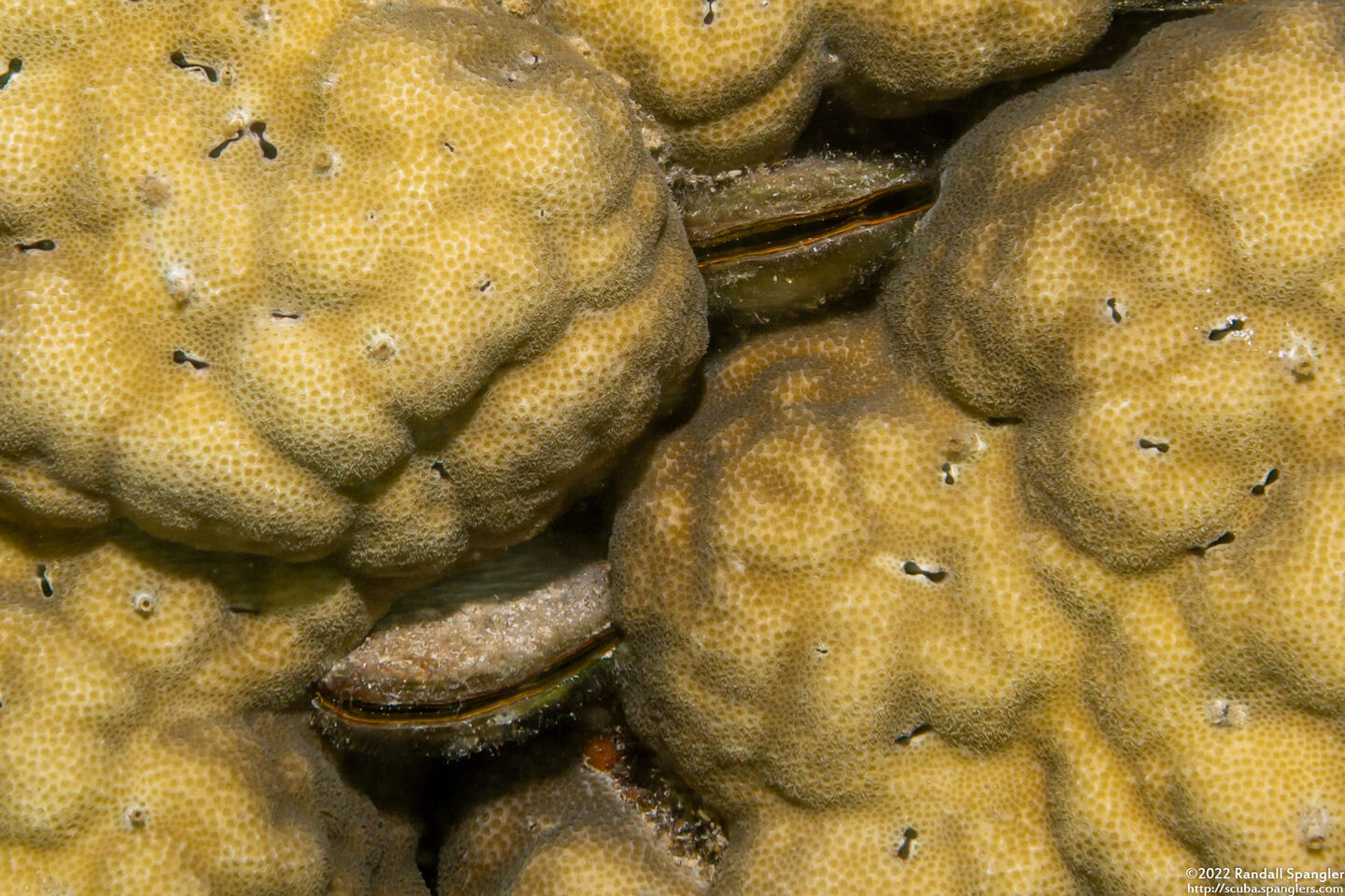 Septifer bilocularis (Box Mussel)