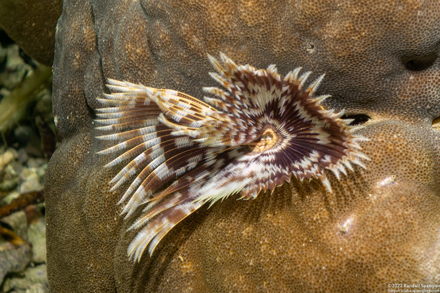 Sabellastarte spectabilis (Common Feather Duster Worm)