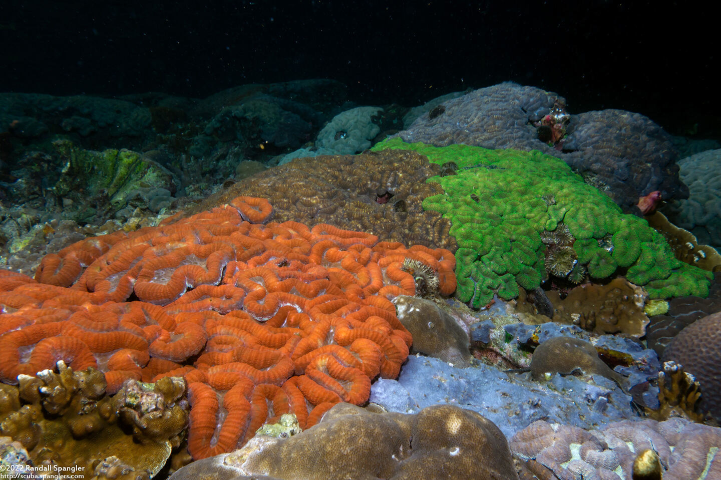 Lobophyllia hemprichii (Lobed Brain Coral)