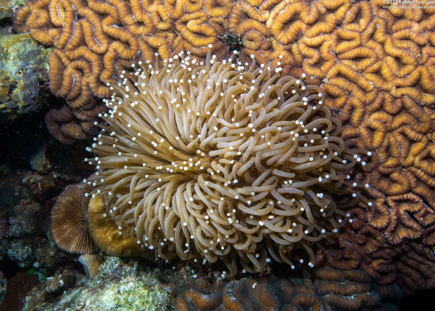 Heliofungia actiniformis (Heliofungia Actiniformis)