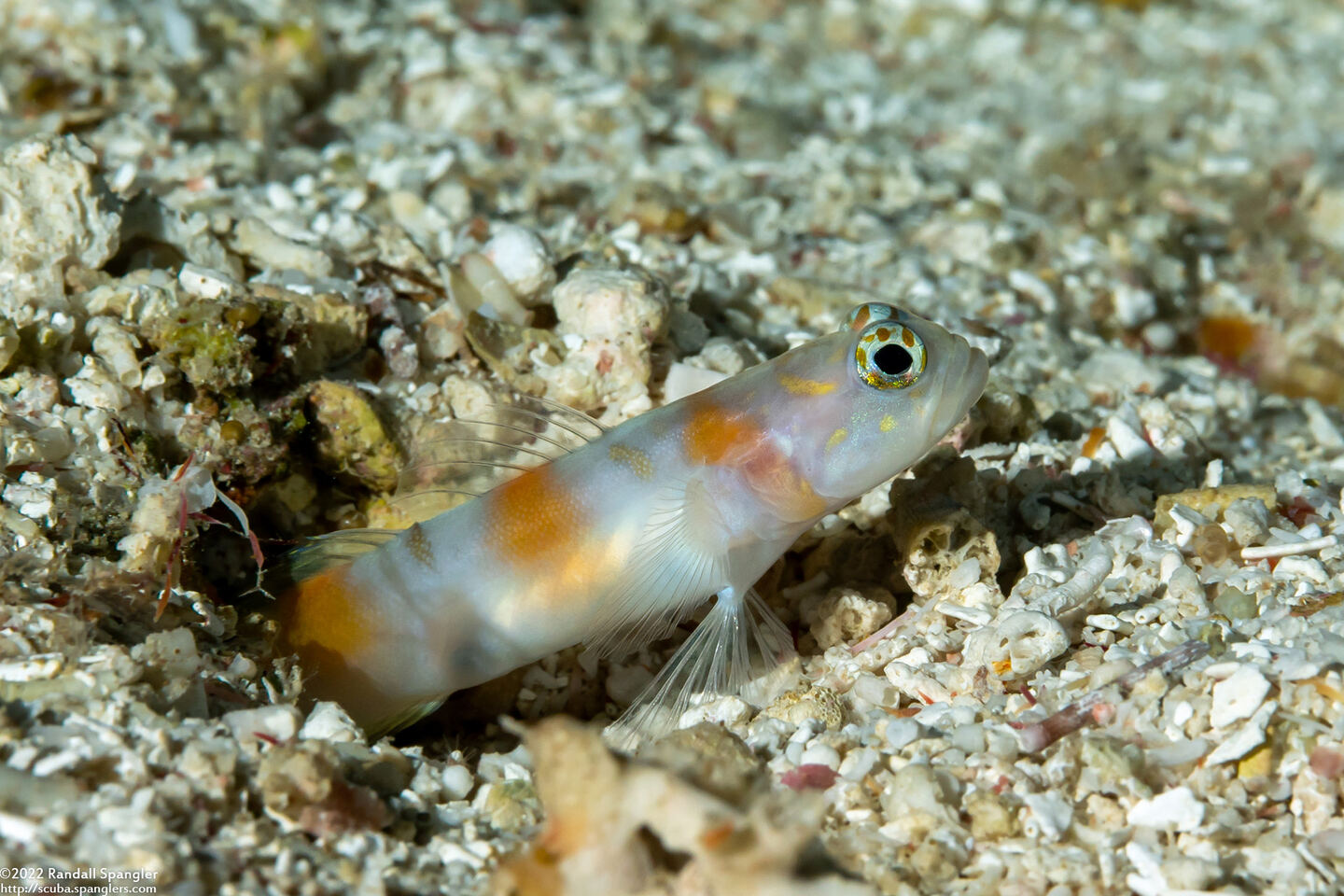 Amblyeleotris yanoi (Flagtail Shrimpgoby)