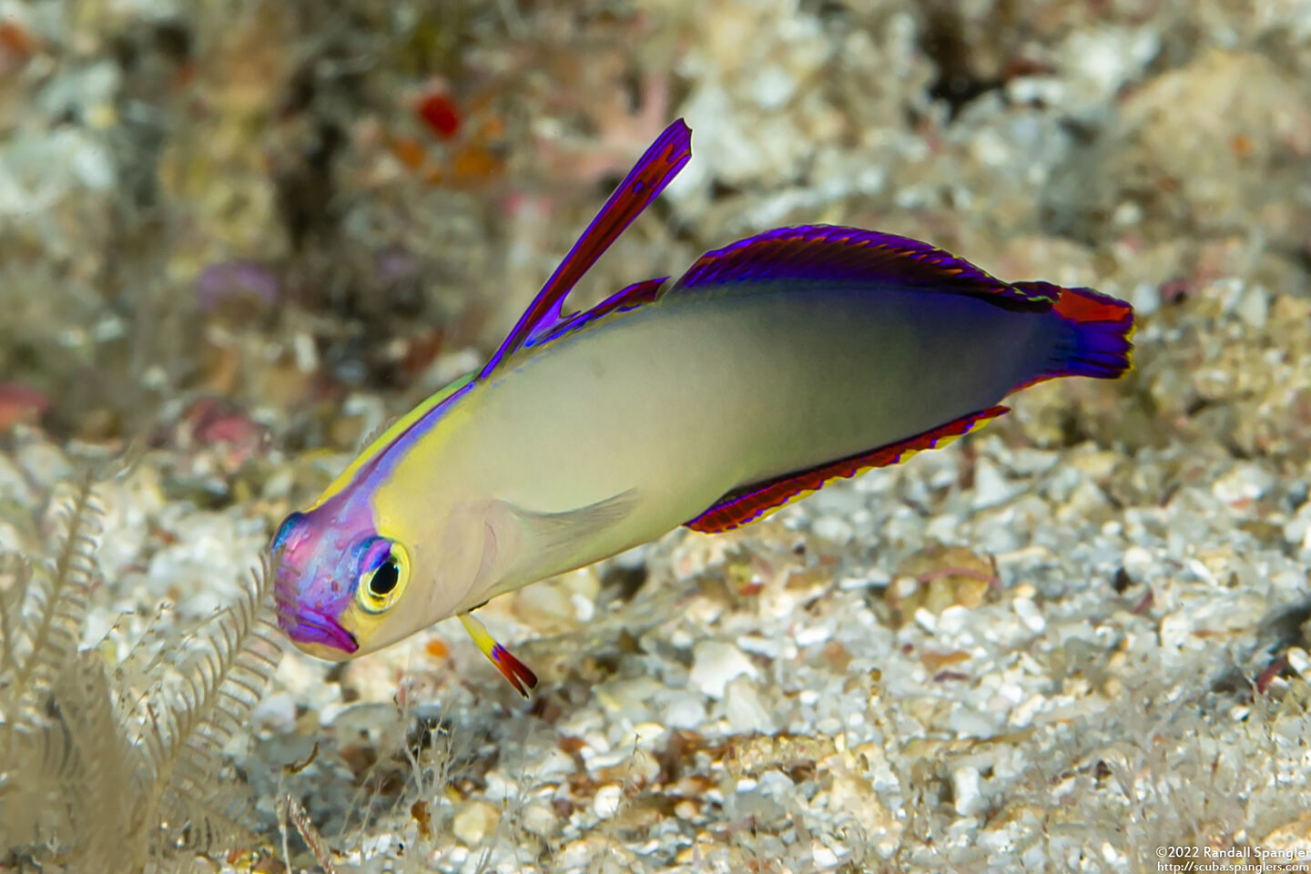 Nemateleotris decora (Decorated Dartfish)