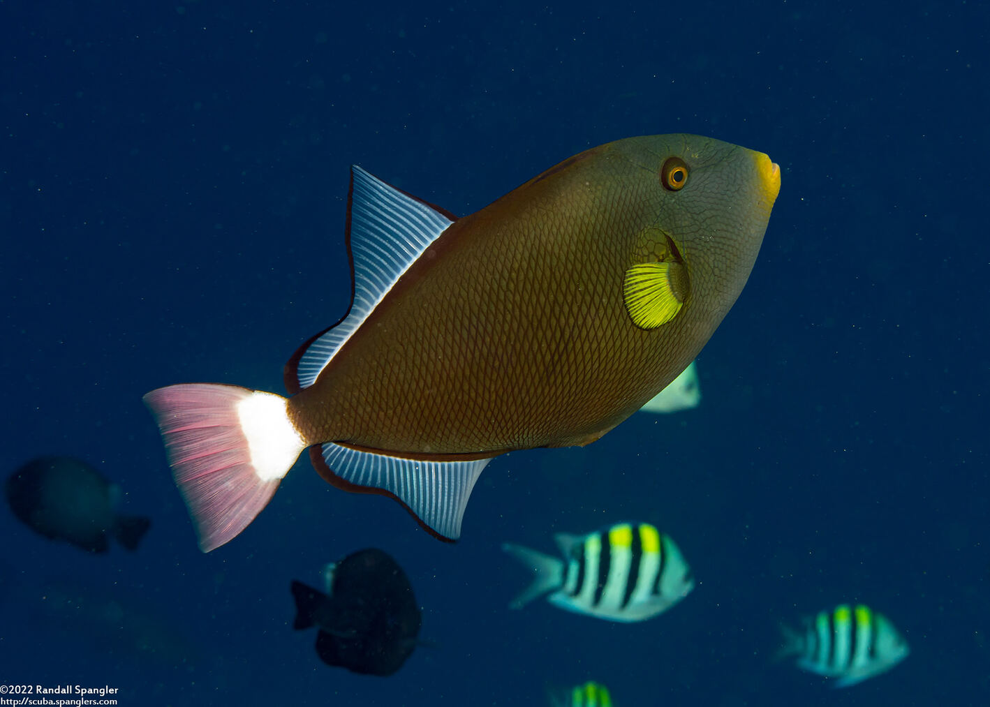 Melichthys vidua (Pinktail Triggerfish)