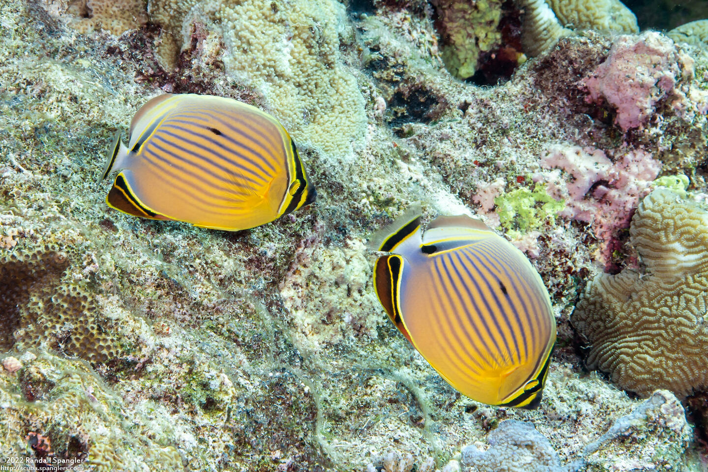 Chaetodon lunulatus (Redfin Butterflyfish)