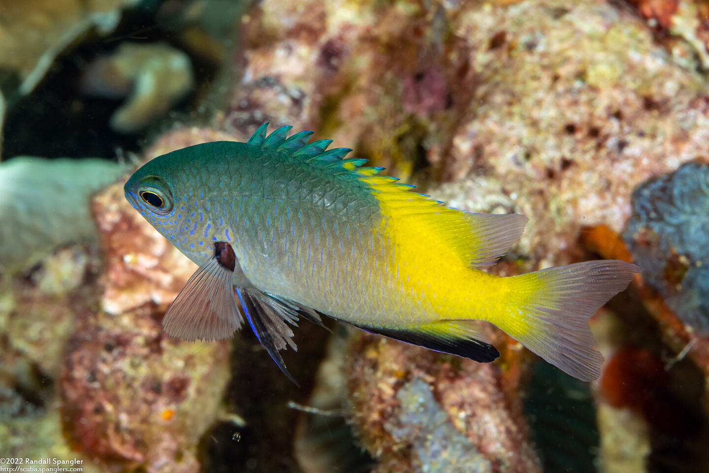 Pomacentrus nigromanus (Goldback Damsel)