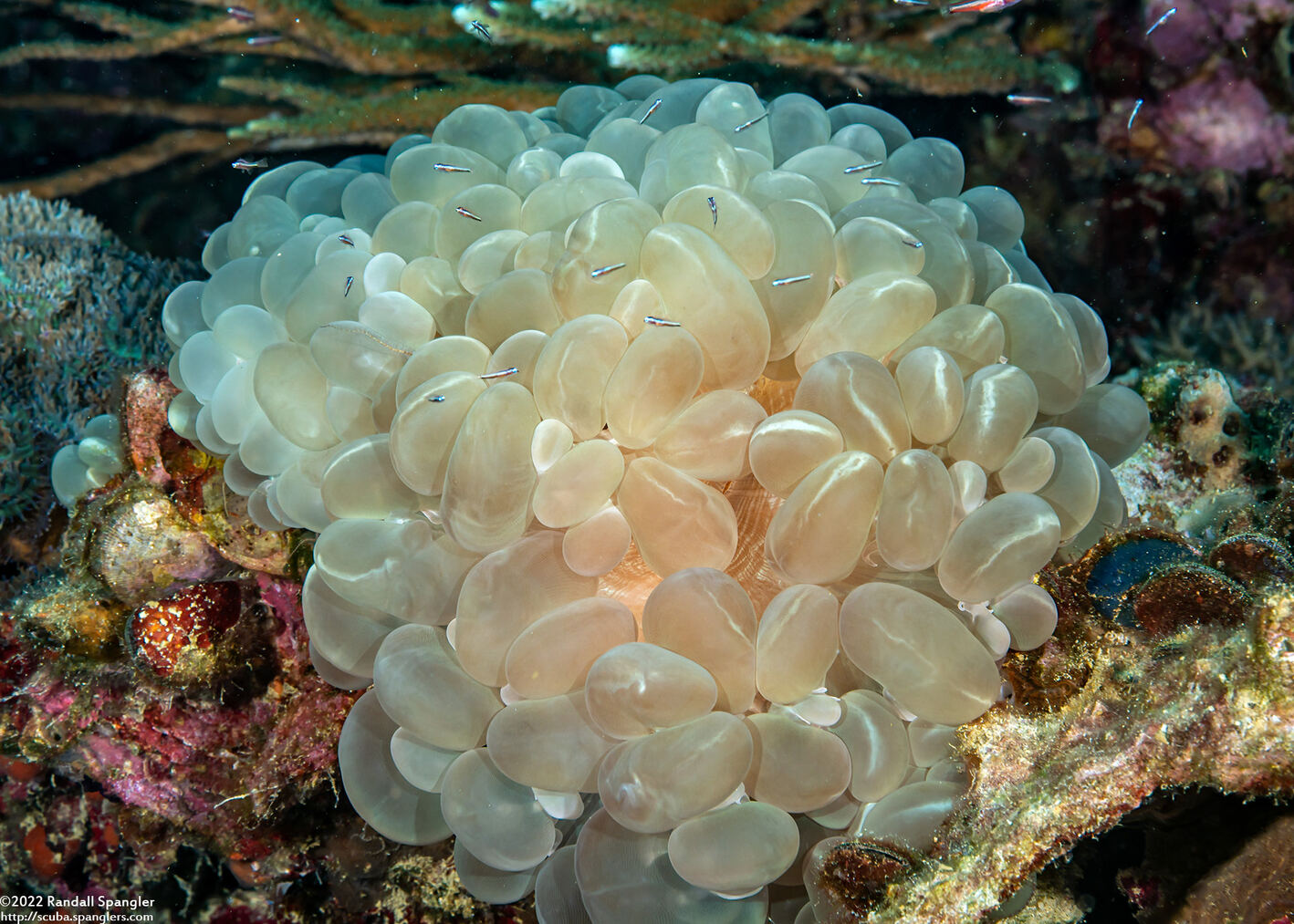 Plerogyra sinuosa (Pearl Bubble Coral)