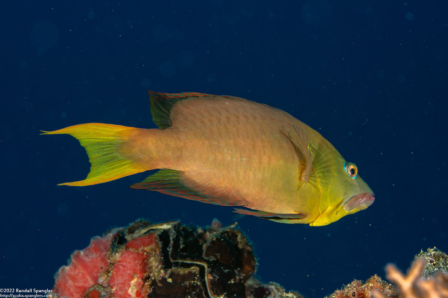 Epibulus brevis (Latent Slingjaw Wrasse)