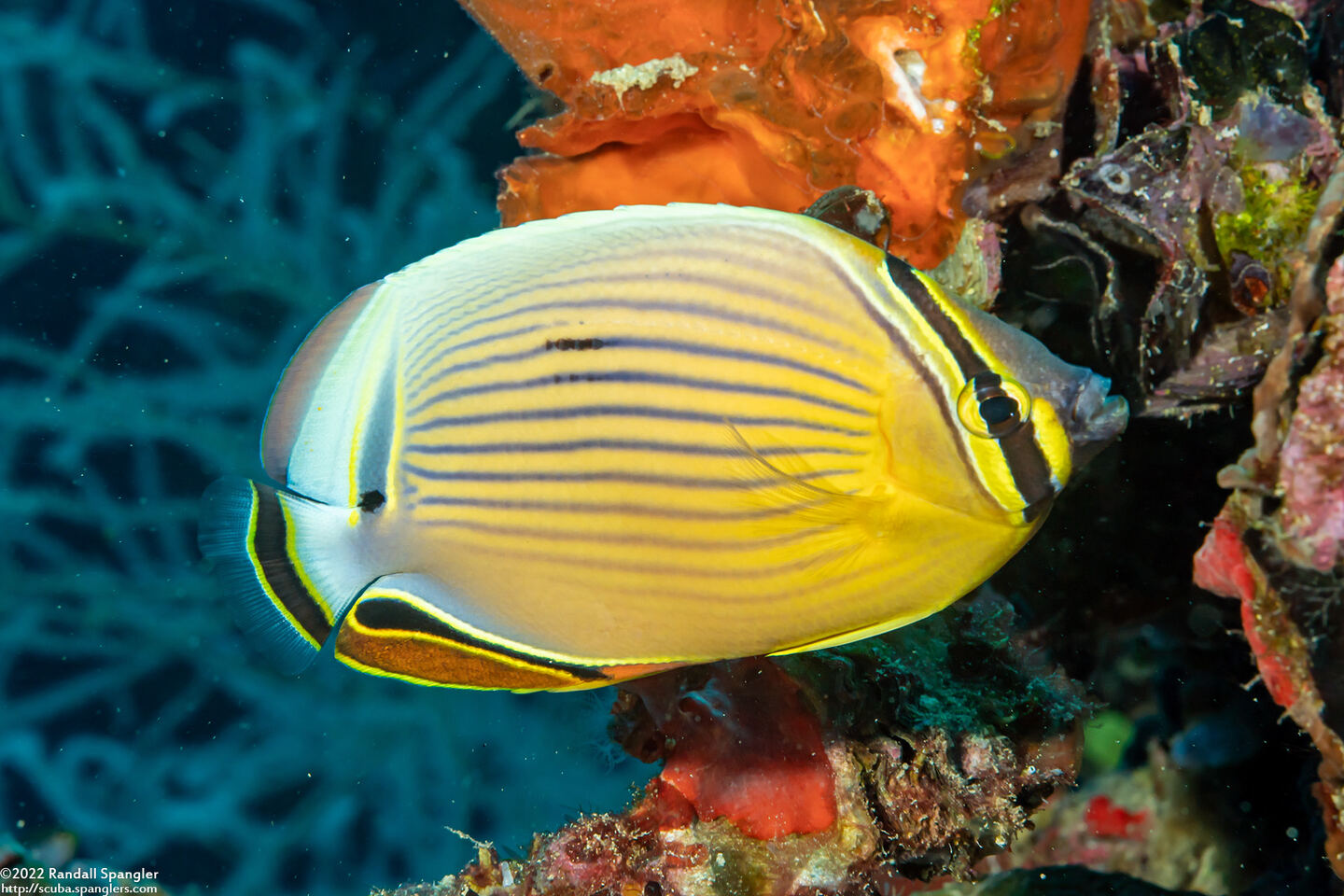 Chaetodon lunulatus (Redfin Butterflyfish)