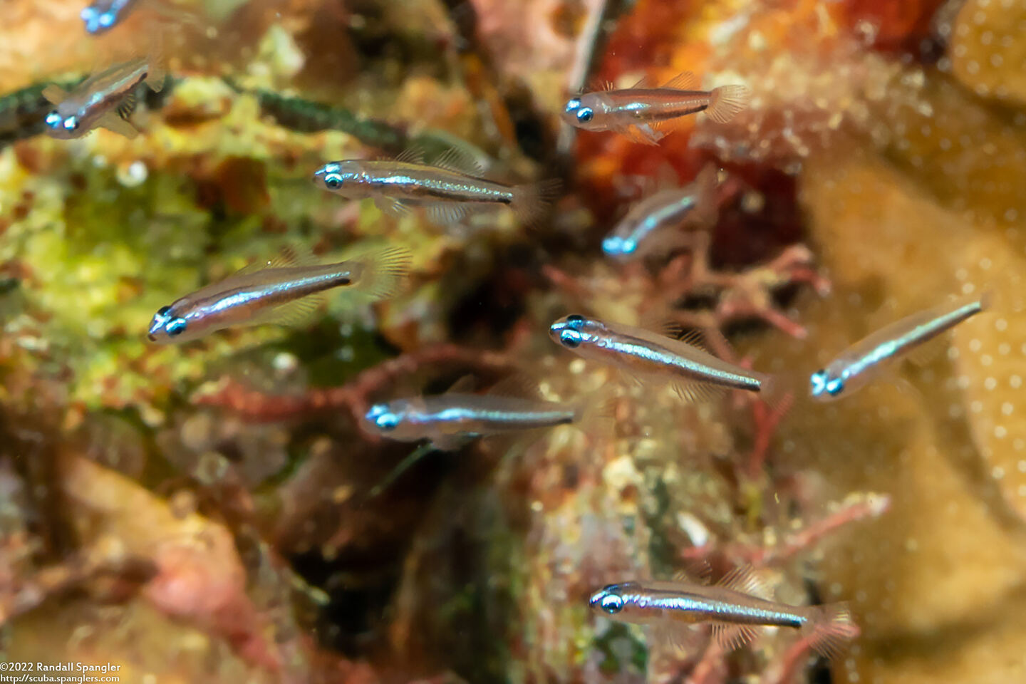 Eviota bifasciata (Twostripe Dwarfgoby)