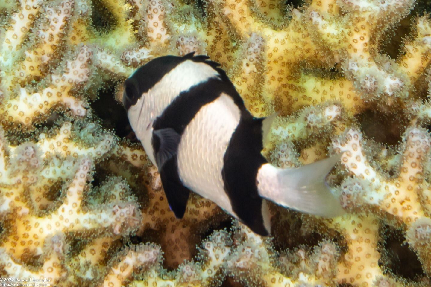 Dascyllus aruanus (Humbug Dascyllus)