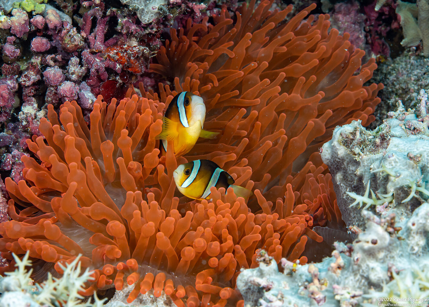 Amphiprion clarkii (Clark's Anemonefish)