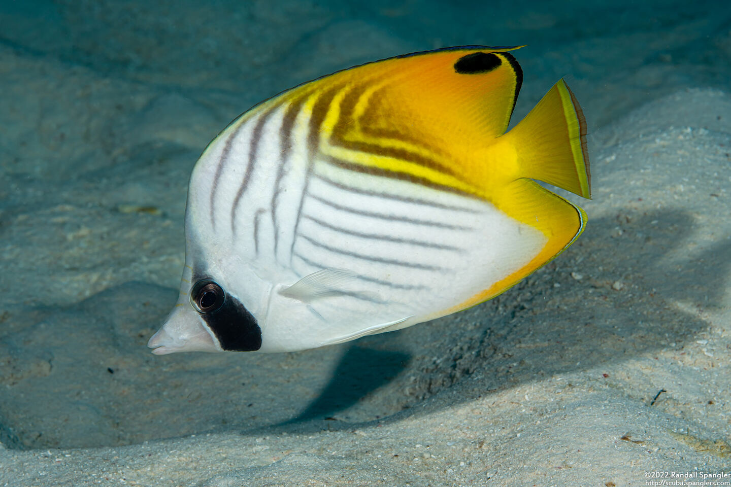 Chaetodon auriga (Threadfin Butterflyfish)