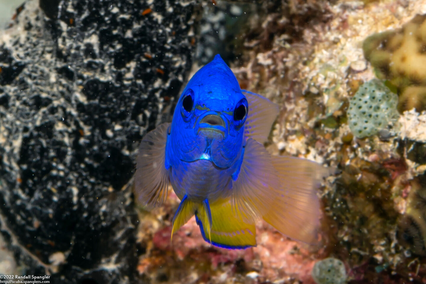 Pomacentrus coelestis (Neon Damsel)