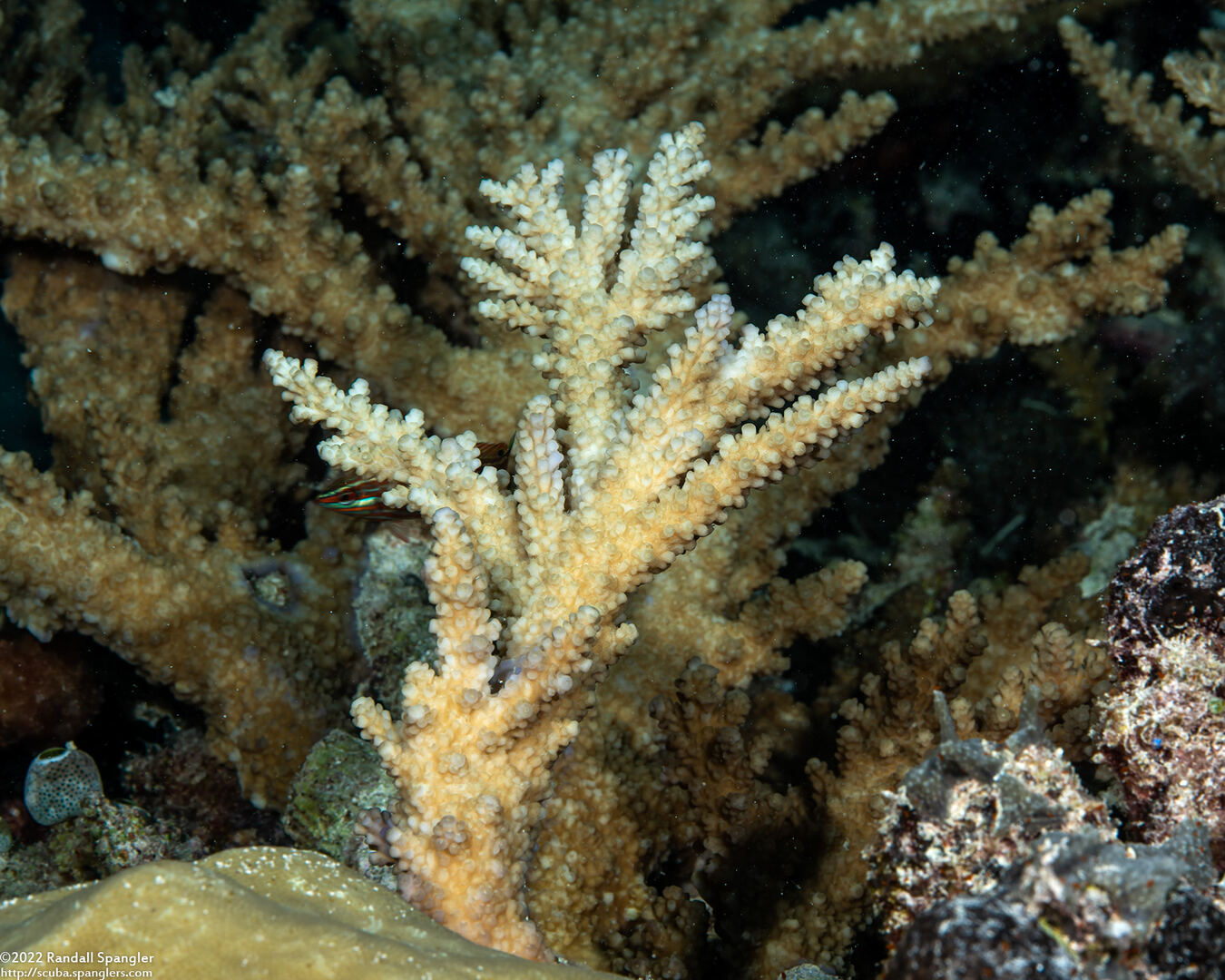 Acropora grandis (Great Staghorn Coral)