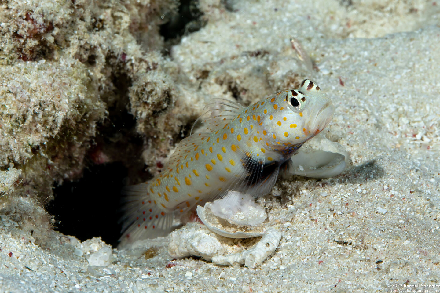 Amblyeleotris guttata (Spotted Shrimpgoby)