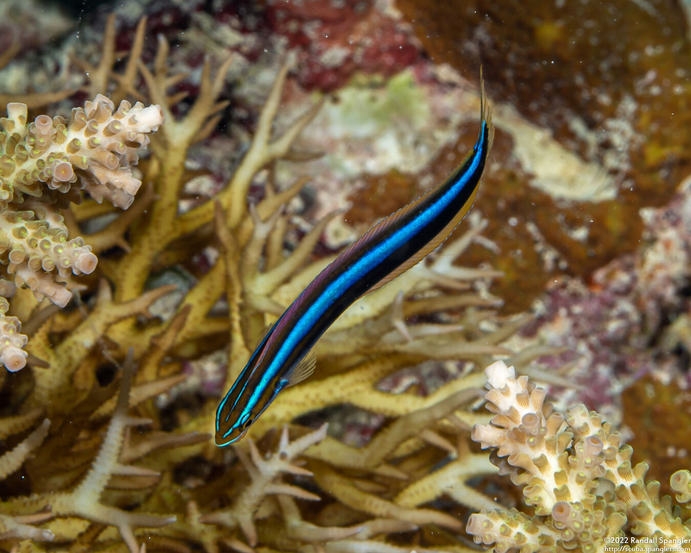 Plagiotremus rhinorhynchos (Bluestriped Fangblenny)