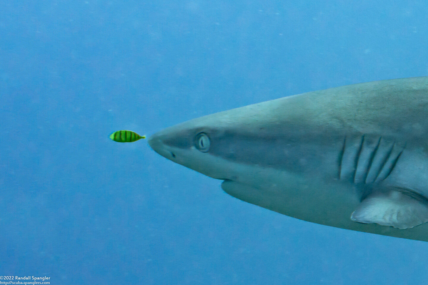 Naucrates ductor (Pilot Fish)