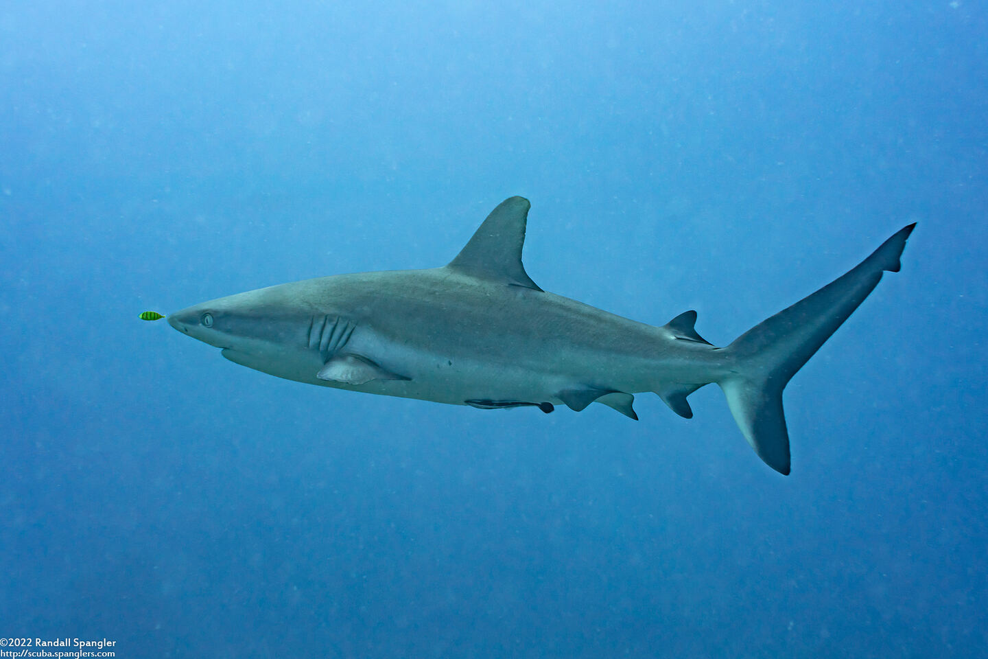 Carcharhinus amblyrhynchos (Gray Reef Shark)