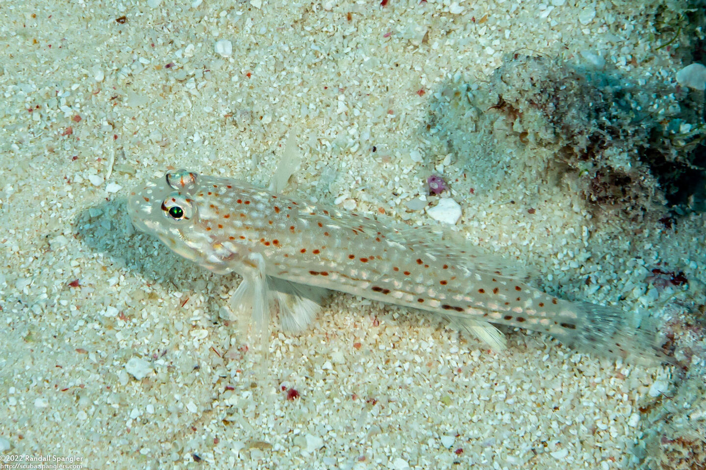 Istigobius rigilius (Orangespotted Sandgoby)