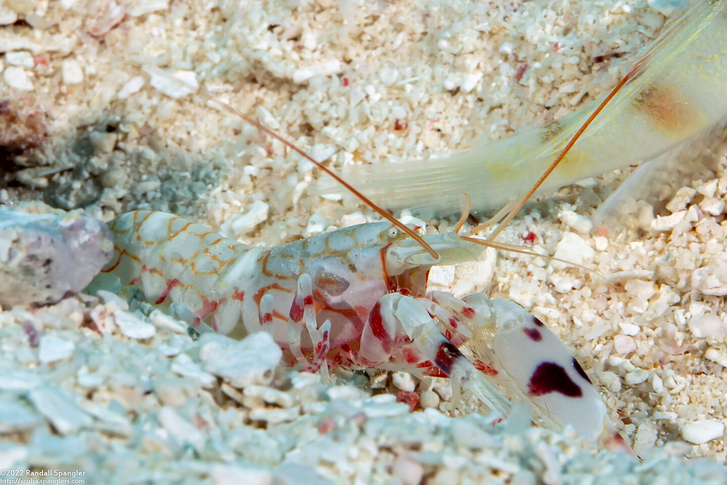Alpheus bellulus (Tiger Snapping Shrimp)