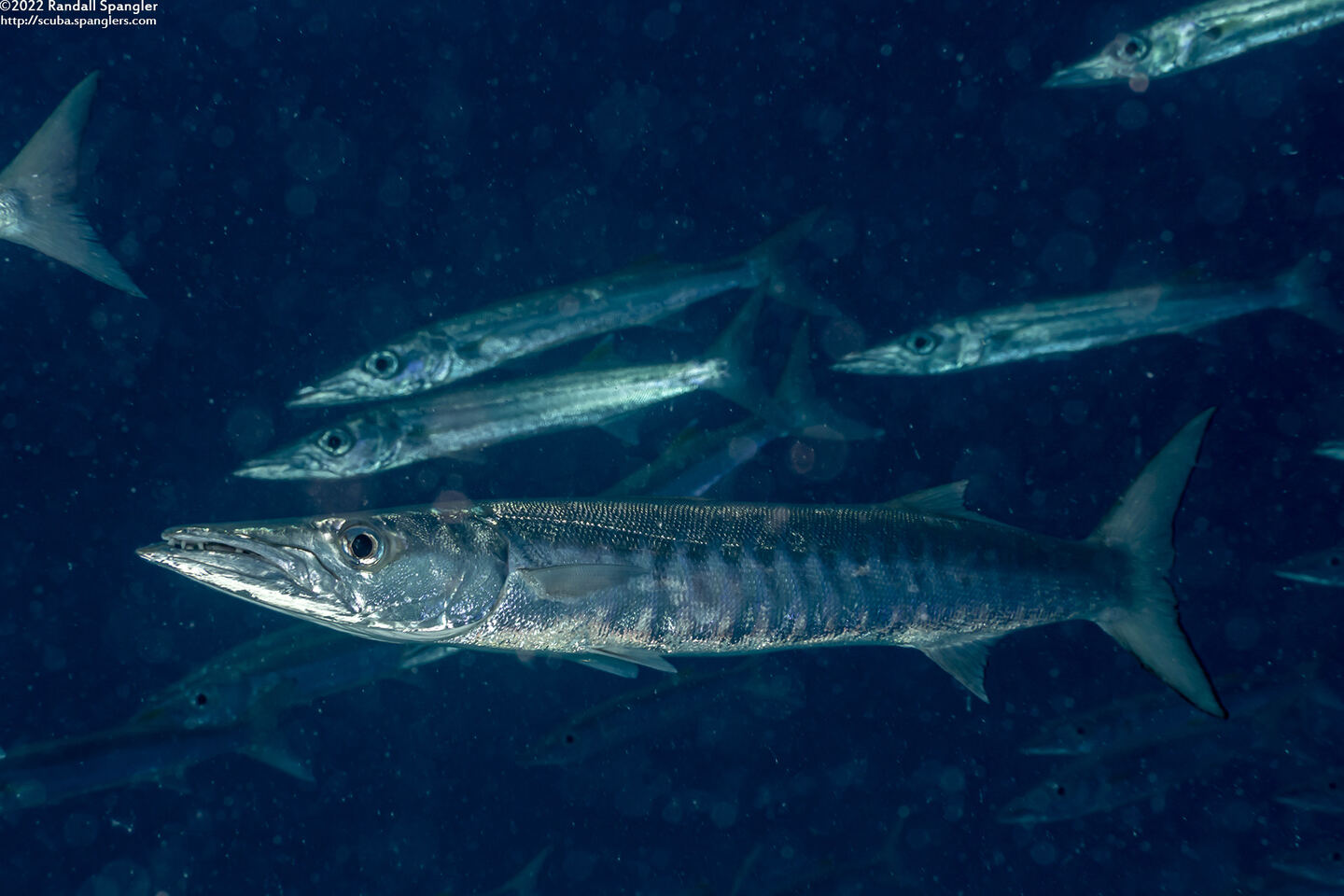 Sphyraena qenie (Blackfin Barracuda)