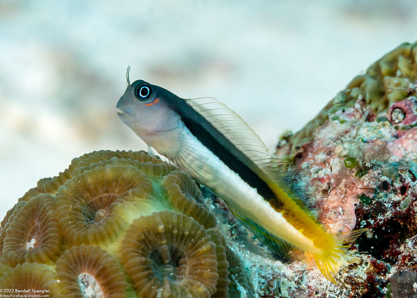 Ecsenius bicolor (Bicolor Coralblenny)