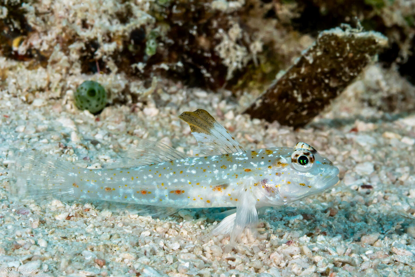 Fusigobius melacron (Blacktip Sandgoby)