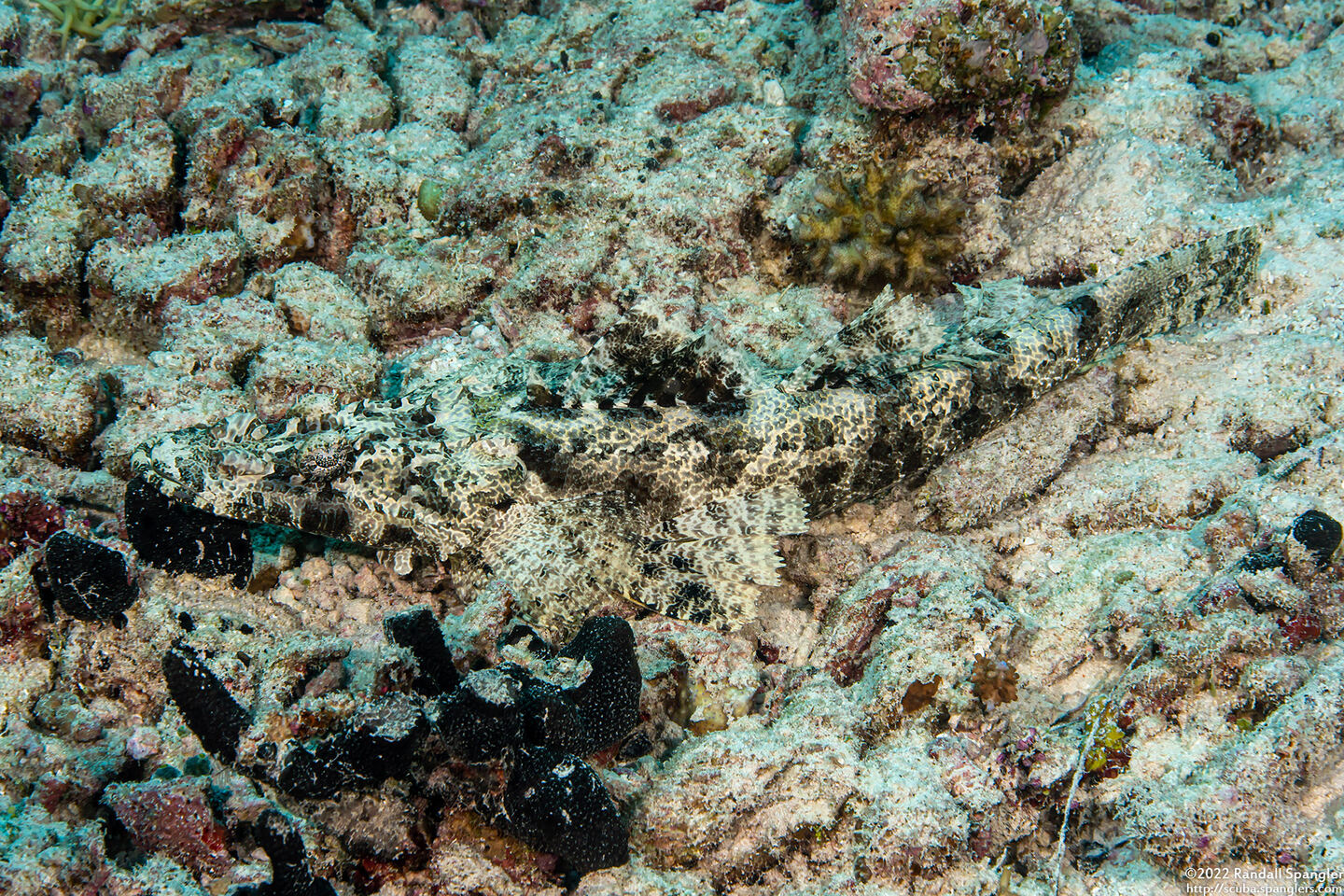 Cymbacephalus beauforti (Crocodile Flathead)