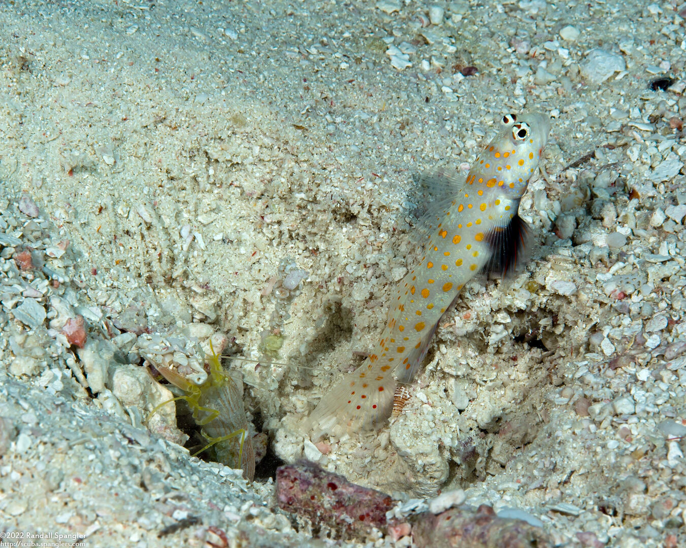 Alpheus sp.1 (White Saddle Snapping Shrimp)