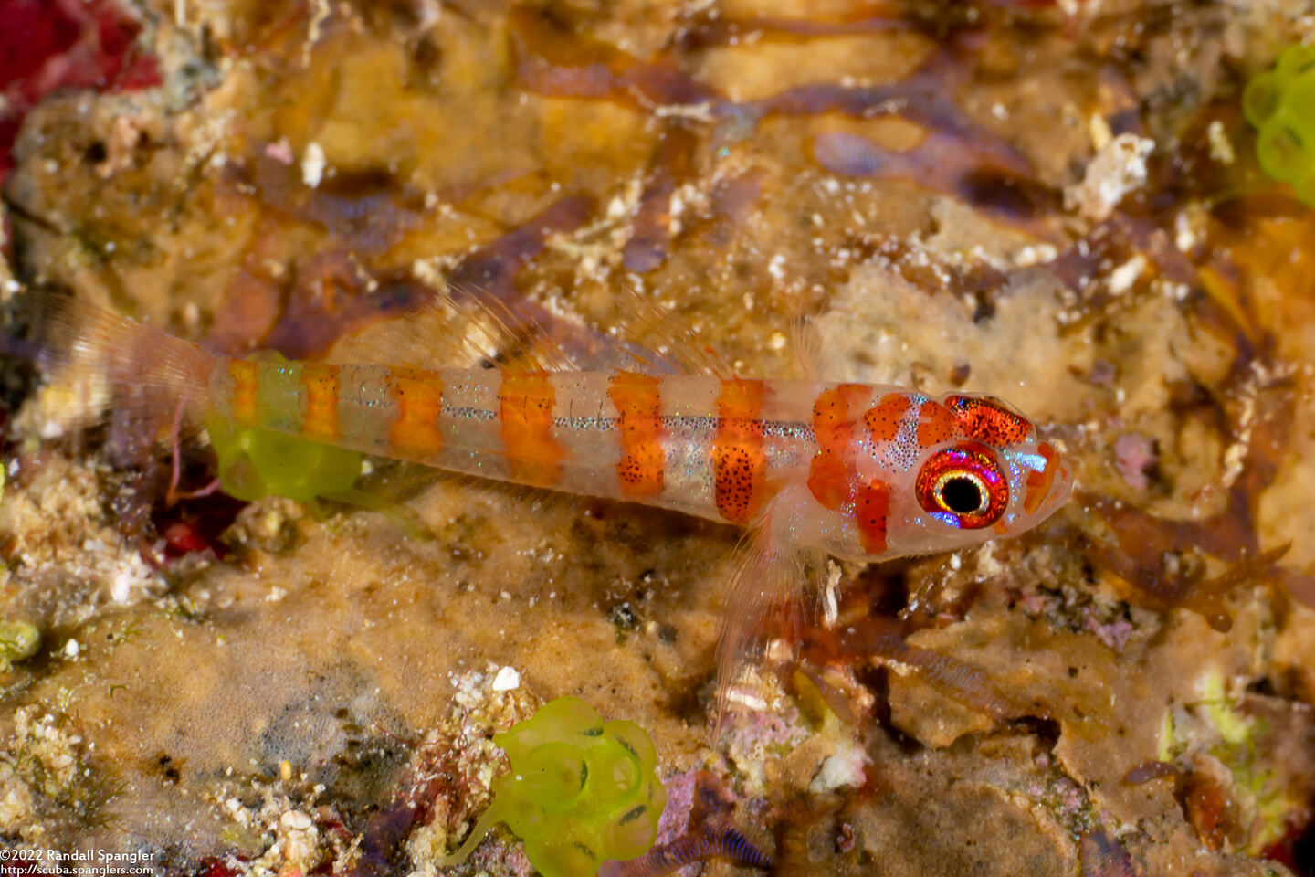Trimma cana (Candycane Pygmygoby)
