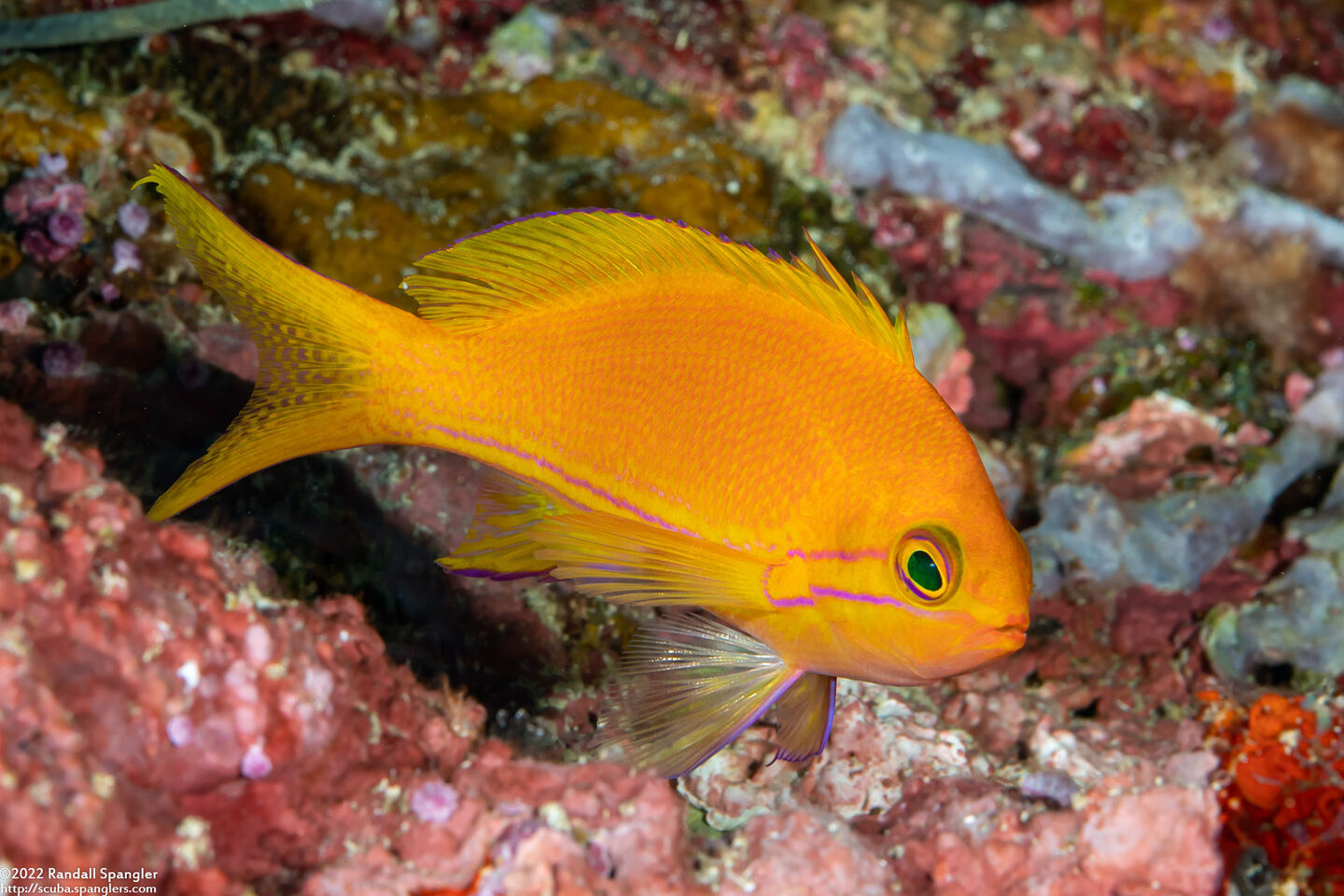 Pseudanthias pleurotaenia (Squarespot Anthias)