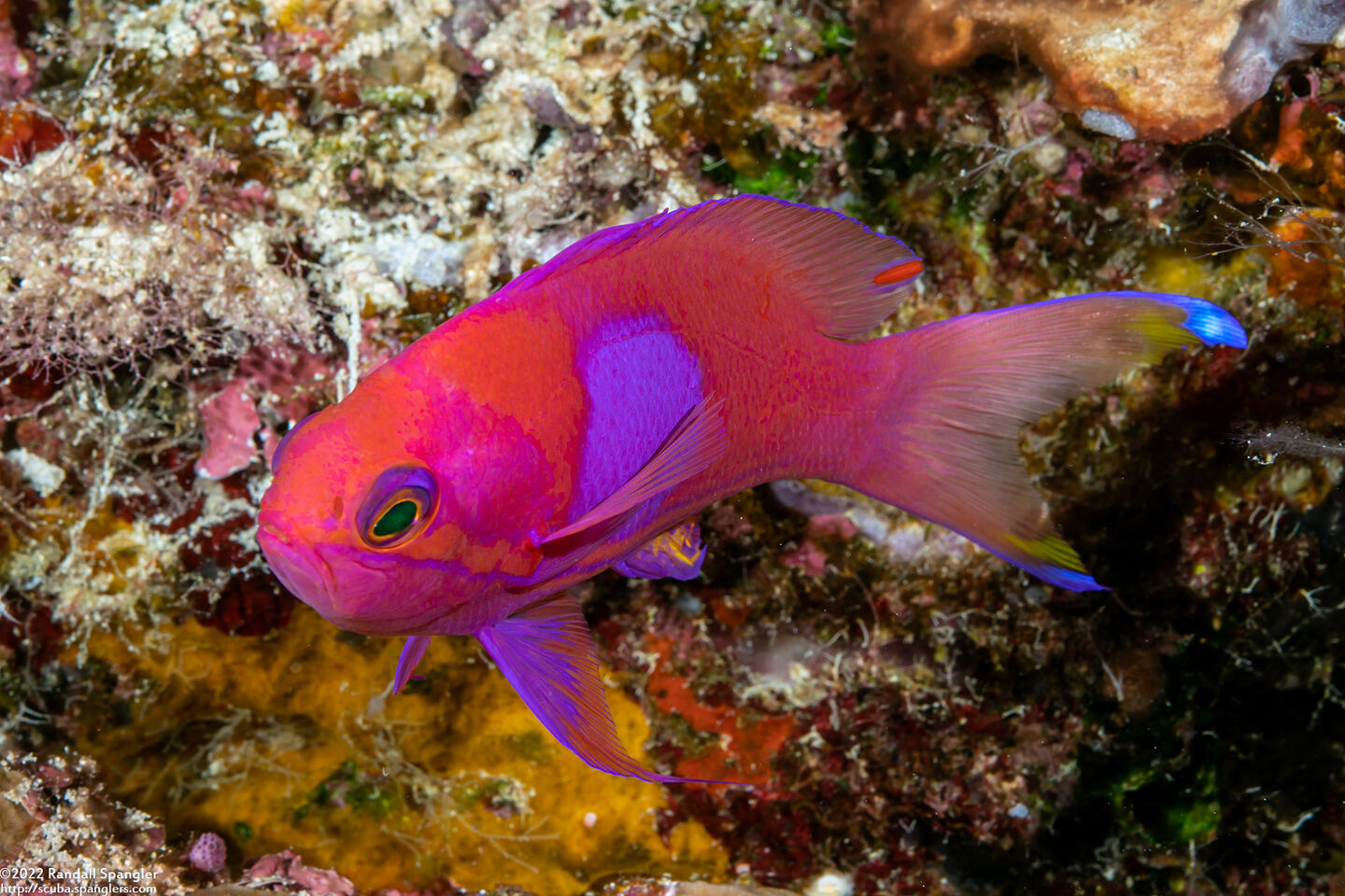 Pseudanthias pleurotaenia (Squarespot Anthias)