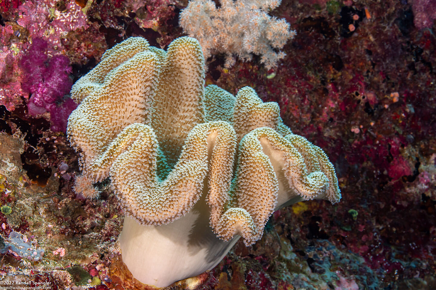 Sarcophyton trocheliophorum (Elephant Ear Coral)
