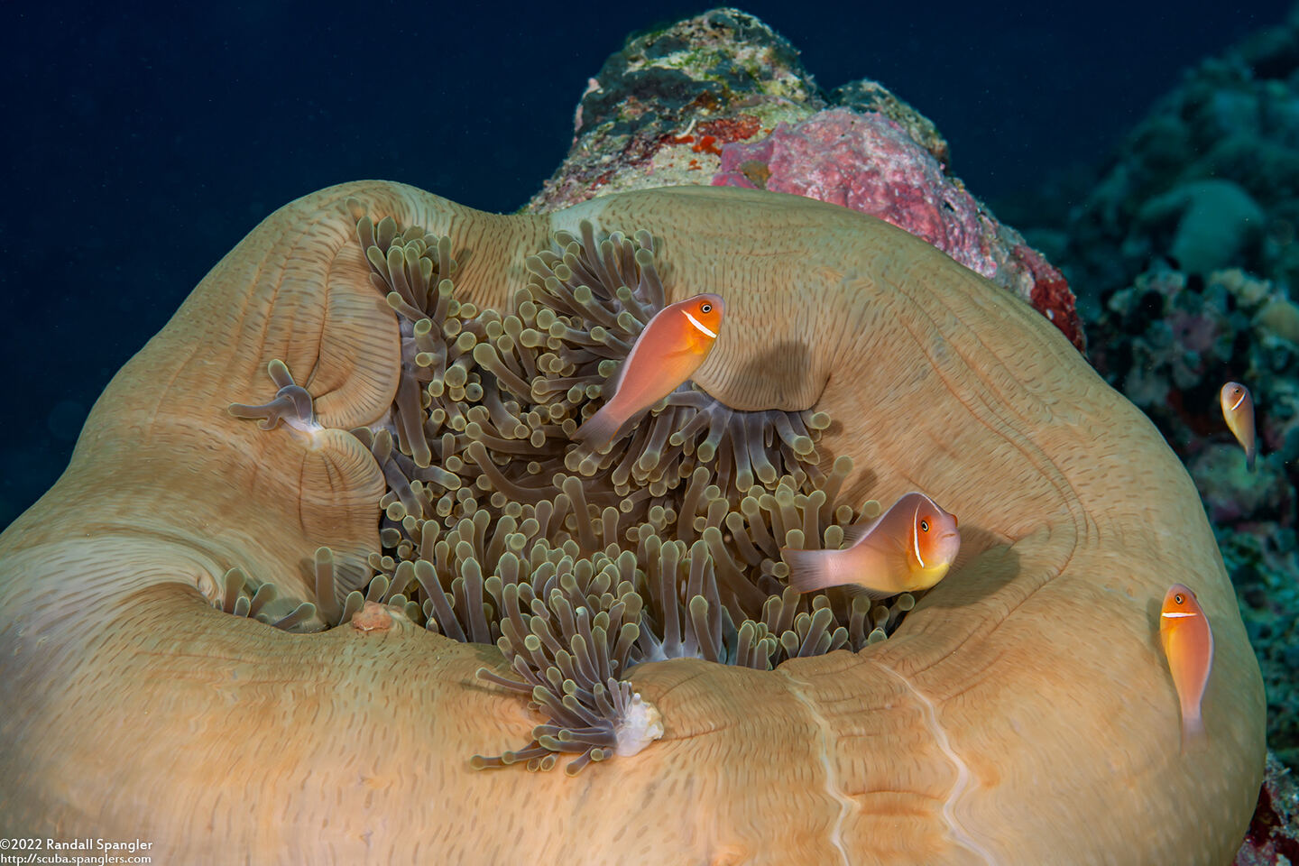 Amphiprion perideraion (Pink Anemonefish)