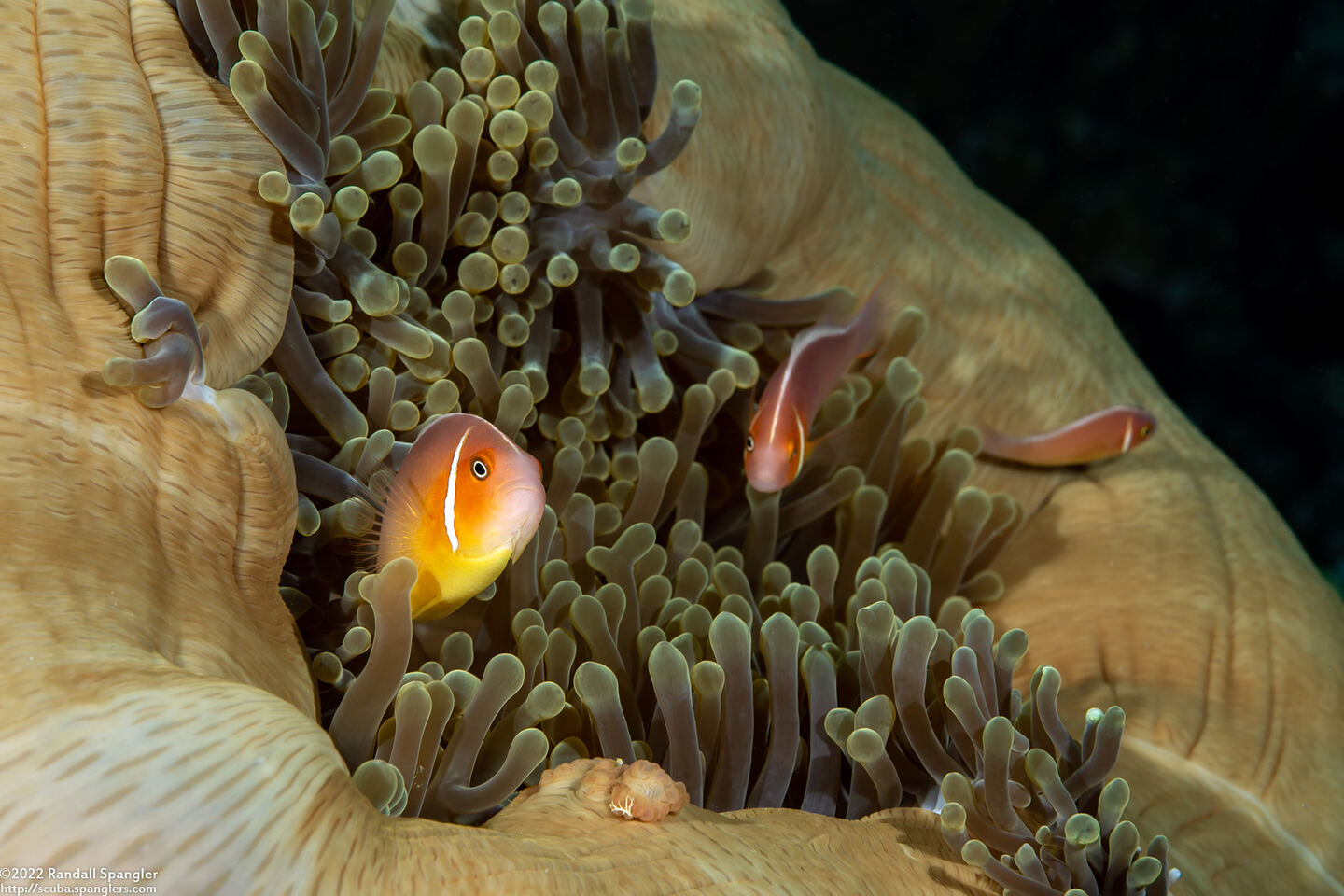 Amphiprion perideraion (Pink Anemonefish)