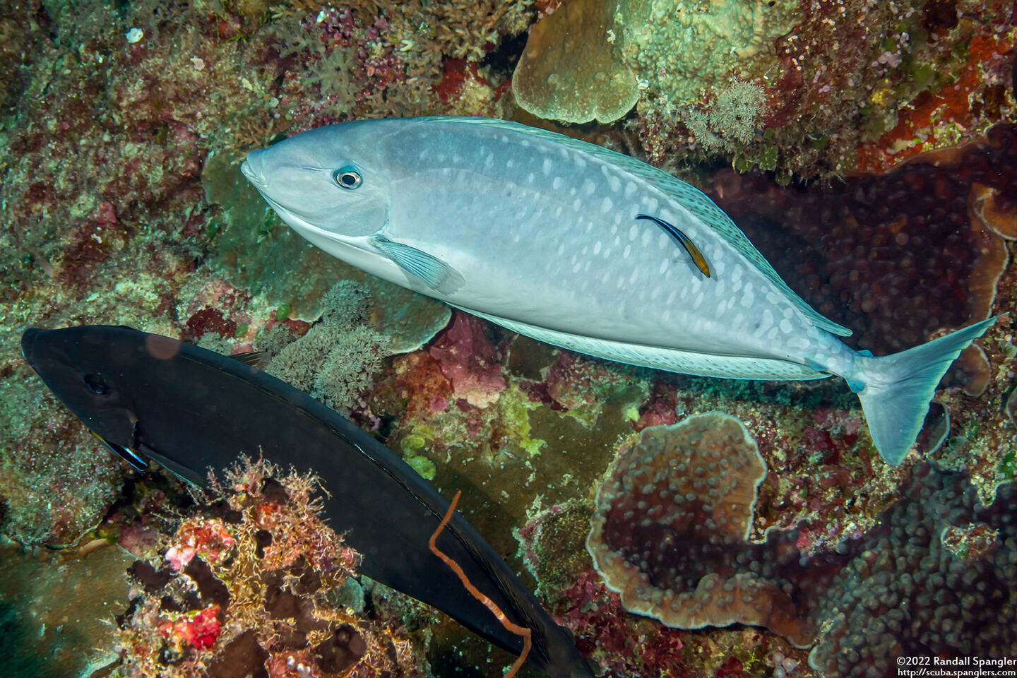 Naso caesius (Gray Unicornfish)