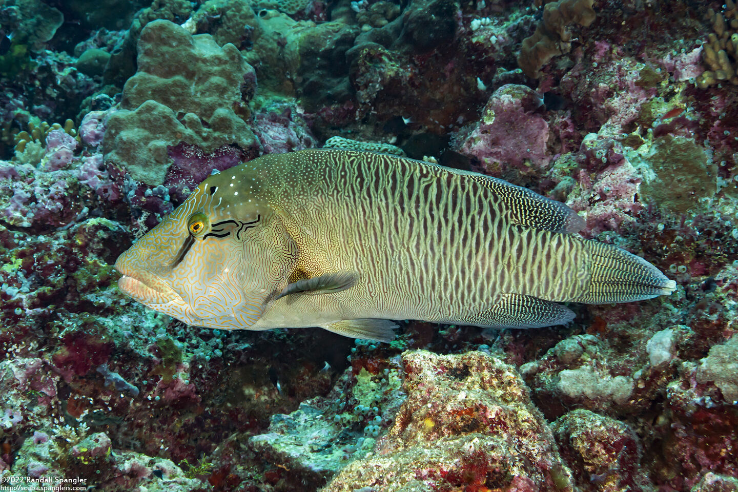 Cheilinus undulatus (Humphead Wrasse)