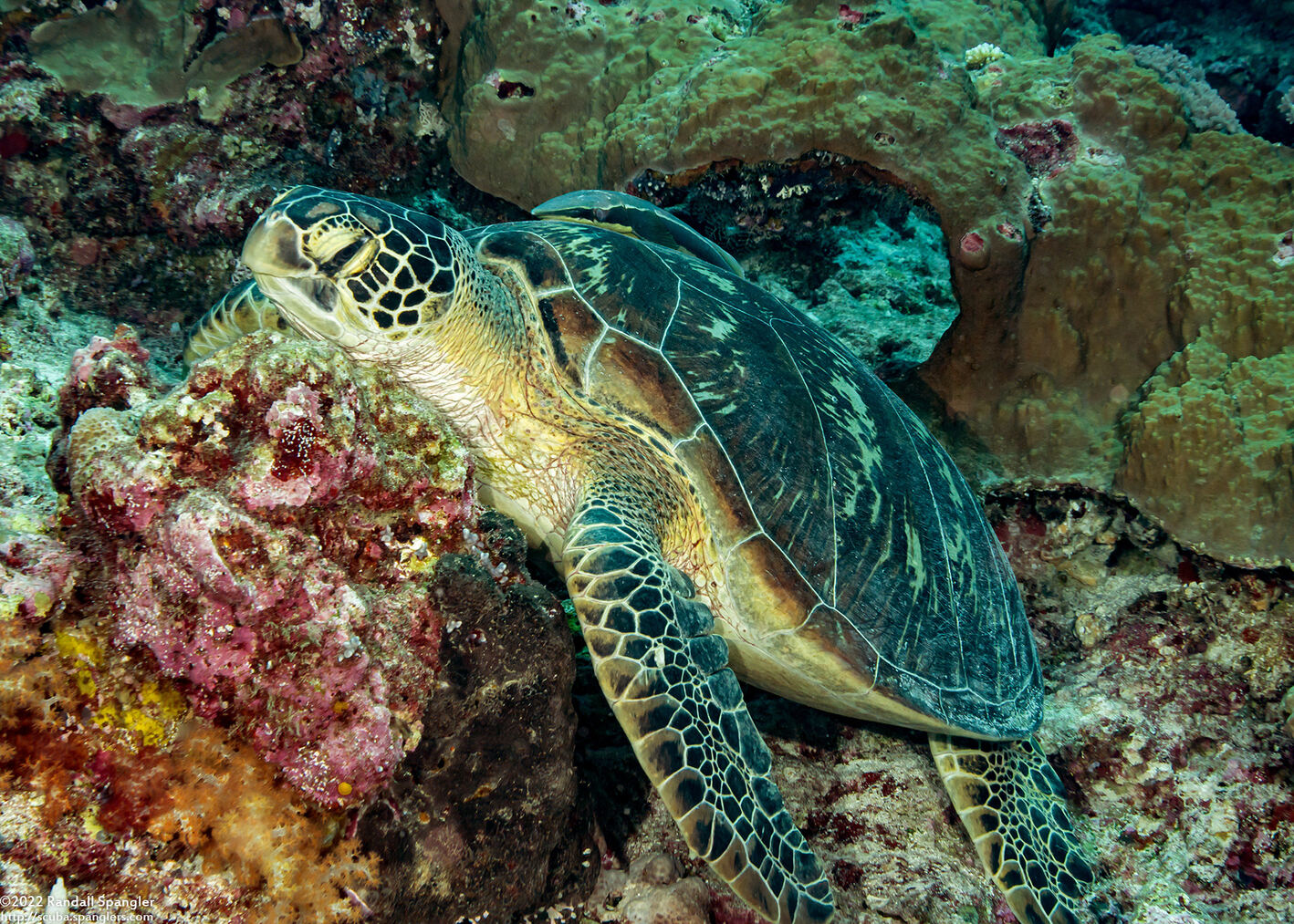 Chelonia mydas (Green Sea Turtle)