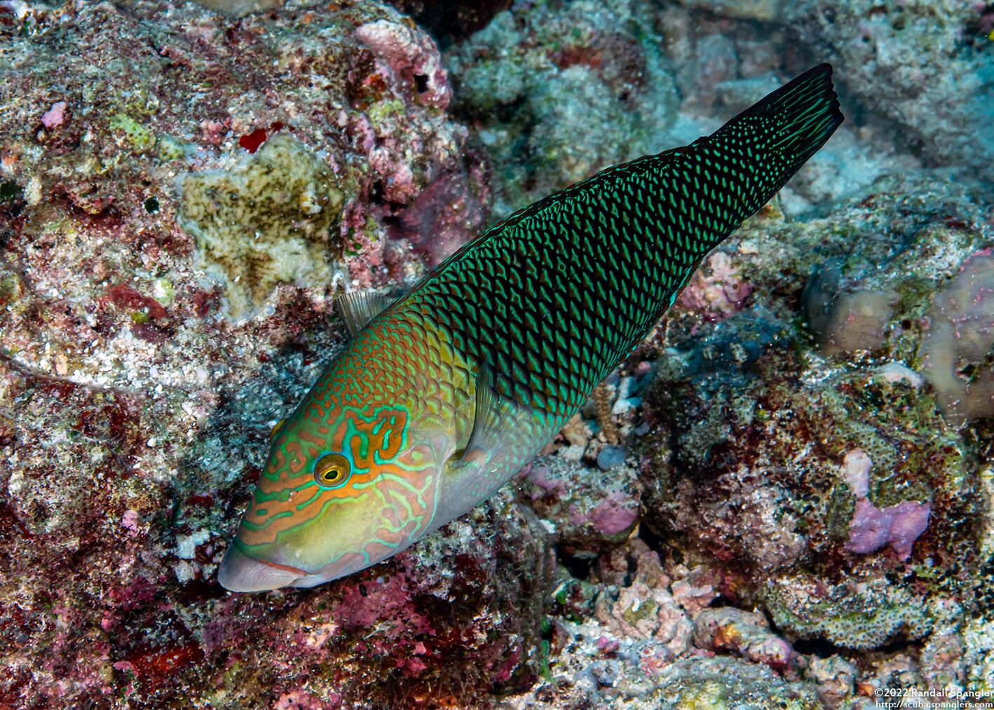 Hemigymnus melapterus (Blackeye Thicklip)
