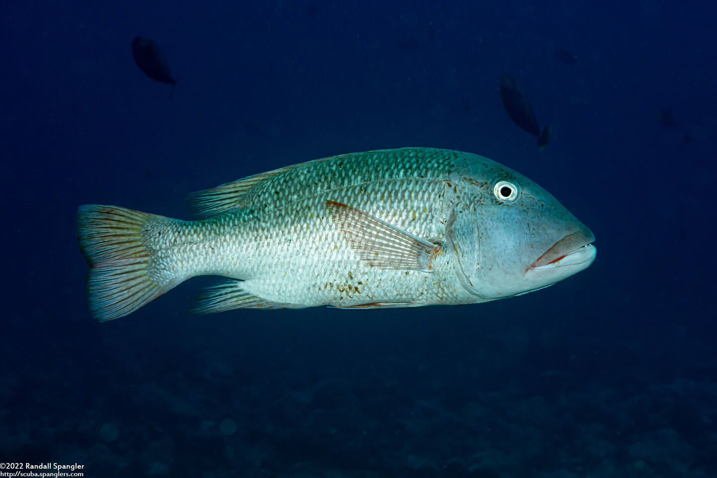 Lethrinus erythracanthus (Yellowfin Emperor)