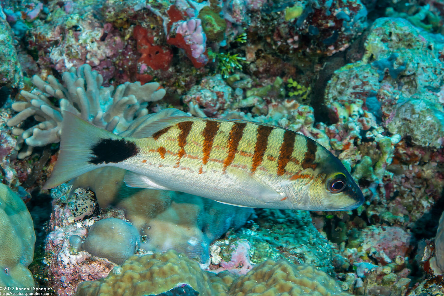 Lutjanus decussatus (Checkered Snapper)
