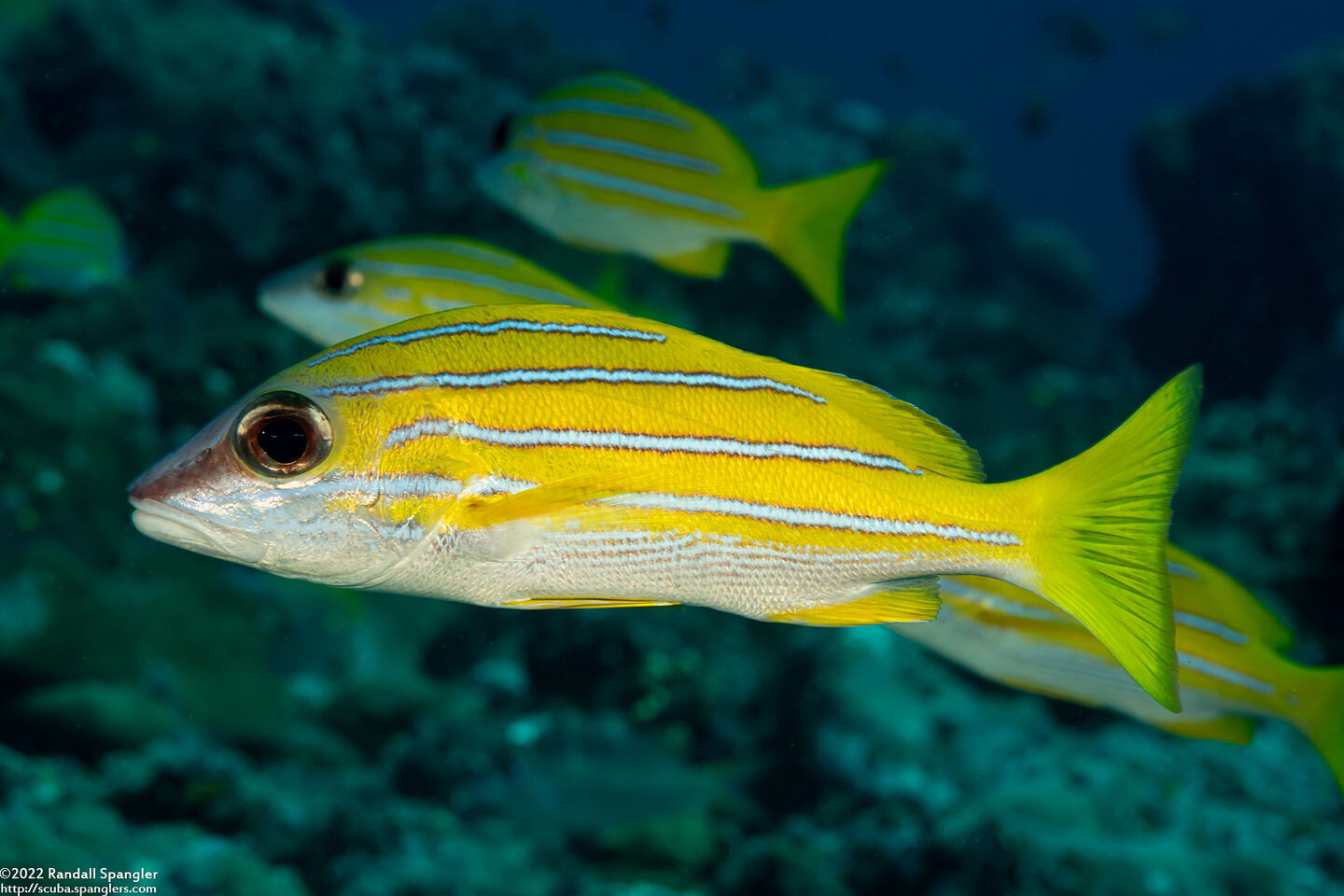 Lutjanus kasmira (Bluestripe Snapper)