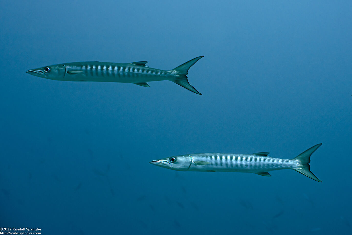 Sphyraena qenie (Blackfin Barracuda)
